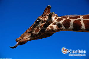Фотография Жирафы Цветной фон Животные