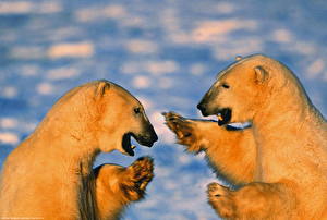 Фото Медведи Северный животное