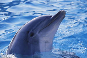 Картинки Дельфины