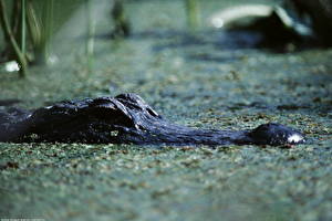 Фотографии Крокодил Животные