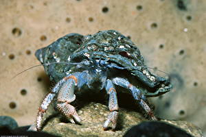 Обои Членистоногие