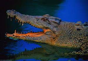 Картинки Крокодилы Животные