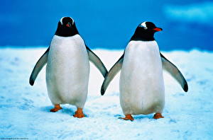 Фото Пингвины Животные