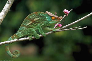 Картинки Рептилии Хамелеоны животное