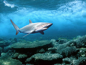 Фотография Подводный мир Акулы Животные