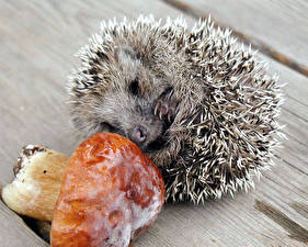 Фотография Ежики