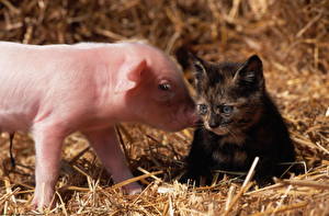 Фото Коты Домашняя свинья Котенка животное