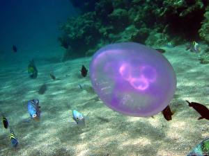 Фото Подводный мир Медузы Животные