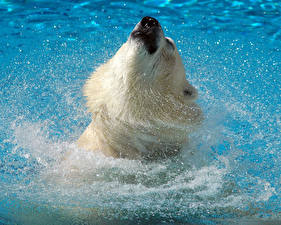 Картинка Медведи Северный Брызги животное