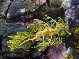 Фото Подводный мир Морские коньки