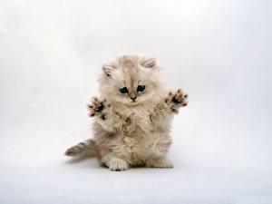 Фотографии Коты Котята Белом фоне животное