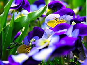 Фото Фиалка трёхцветная цветок