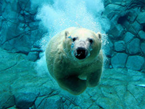 Фотографии Медведь Северный Подводный мир