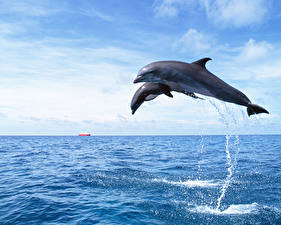 Картинки Дельфины Животные