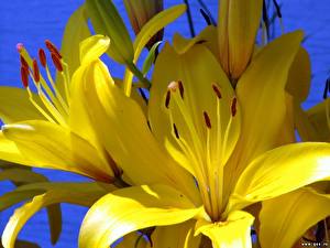 Картинки Лилия Желтых цветок