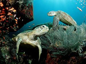 Обои для рабочего стола Черепахи Подводный мир Животные