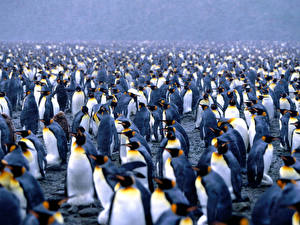 Картинка Пингвины Животные
