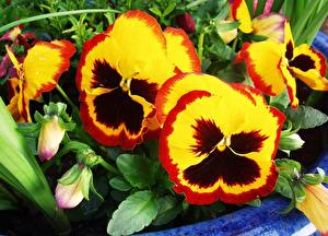 Обои Фиалка трёхцветная