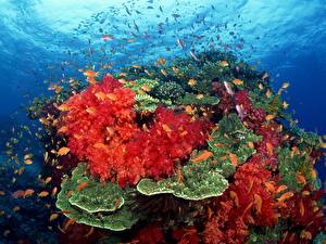 Фото Подводный мир Кораллы Животные