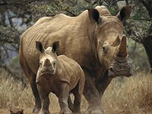 Фото Носороги Животные