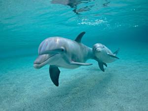 Картинка Дельфины