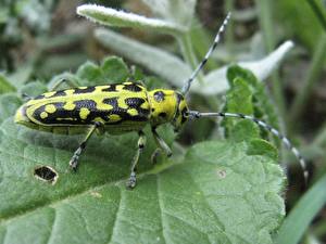 Фотография Насекомое Жуки Животные