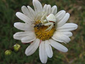 Картинки Насекомое Пауки