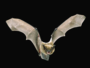 Картинки Летучие мыши Черный фон Животные