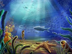 Обои Подводный мир Морские звезды