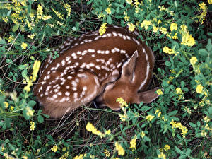 Фотографии Олени животное
