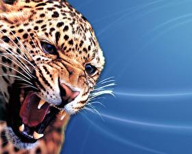Картинки Большие кошки Леопарды Цветной фон Животные