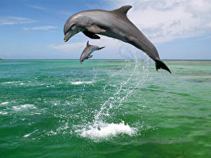 Фото Дельфины Животные