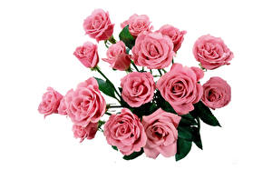 Обои Розы Белым фоном Розовая цветок