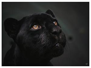 Фото Большие кошки Пантера животное