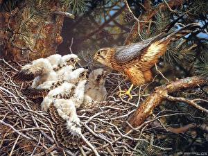 Фотография Птица Ястреб