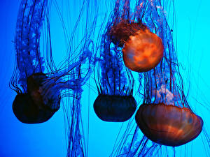 Фотография Подводный мир Медузы