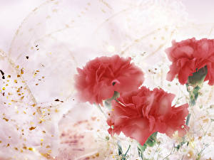 Картинка Гвоздики