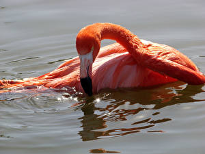 Обои Птица Фламинго животное