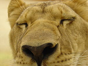 Фотография Большие кошки Львы Крупным планом животное