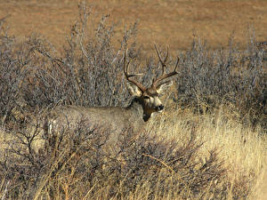 Фотографии Олени животное