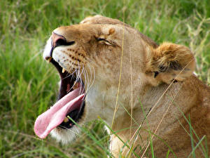 Фотография Большие кошки Лев Язык (анатомия) Зевает Животные