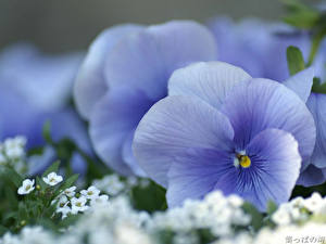 Обои Фиалки цветок