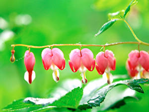 Фотографии Дицентра