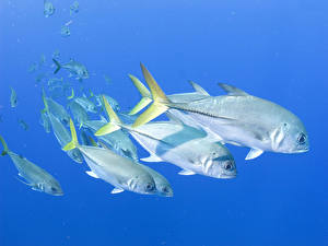 Картинки Подводный мир Рыбы Цветной фон животное