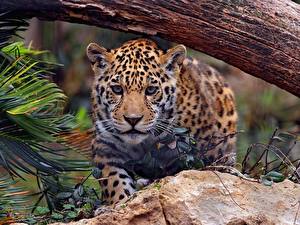 Фотография Большие кошки Ягуар животное