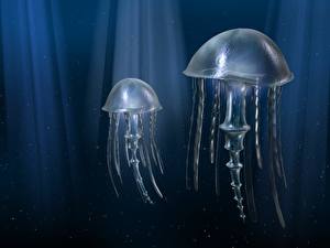 Обои для рабочего стола Подводный мир Медузы животное