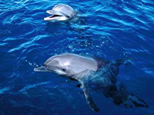 Фотография Дельфины Животные