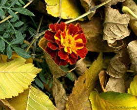 Картинка Бархатцы