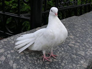 Фотография Птицы Голубь Животные