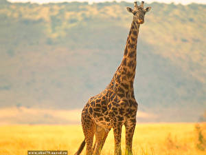 Фотографии Жирафы